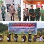 Sinergi Kodim 1302 Minahasa dan Petani Minahasa Sukses Panen Raya 5 Hektare, Perkuat Ketahanan Pangan Lokal