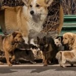 Belajar soal Kesetiaan dari Tujuh Anjing Pemberani di Changchun China