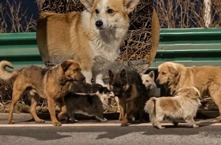 Belajar soal Kesetiaan dari Tujuh Anjing Pemberani di Changchun China