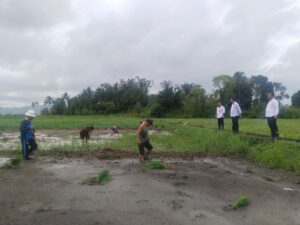 Lapas Tondano Gelar Penanaman Padi Dukung Ketahanan Pangan