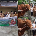 Bupati Robby Dondokambey Serahkan Sapi Bantuan Kemasyarakatan Presiden di Pineleng
