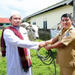 Gubernur Sulut Yulius Selvanus Serahkan Sapi Kurban Presiden di Bolaang Mongondow