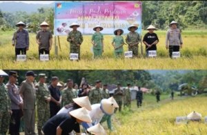 Danrem 131/Santiago Bersama Forkopimda Minahasa Laksanakan Panen Padi Perdana Kompi Produksi Kodim 1302/Minahasa