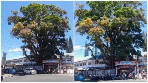 Pohon Bersejarah SMPN 1 Tondano Bakal Disulap Jadi ‘Pontrang’