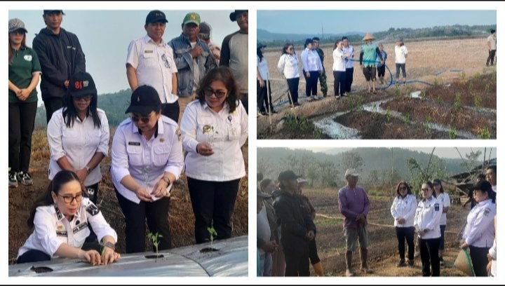 Wakil Bupati Minahasa Vanda Sarundajang Tinjau Kondisi Pertanian dan Serap Aspirasi Petani